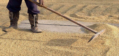 Computer vision in agriculture